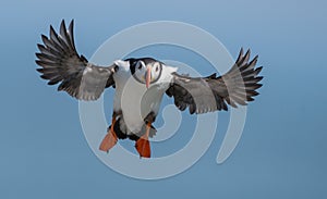 Atlantic Puffin