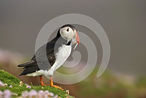Atlantic puffin with the beak full of sand eels