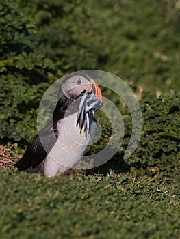 Atlantic Puffin with beak full of sandeals 3