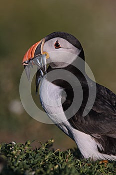 Atlantic Puffin with beak full of sandeels 2