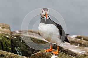 Atlantic puffin with a beak full of sandeels