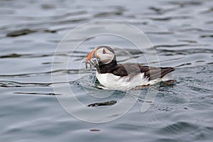 Atlantic puffin with a beak full of sandeels