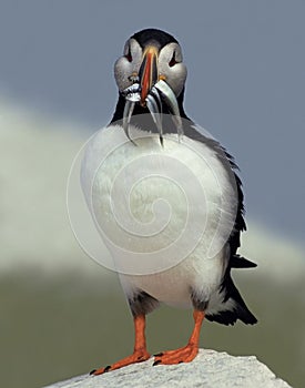 Atlantic Puffin with a Beakful of Fish