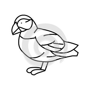 atlantic puffin bird exotic line icon vector illustration
