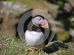 Atlantic puffin in breeding plumage