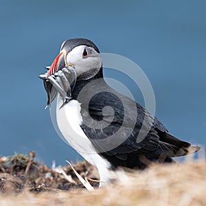 Atlantic puffin with catch of sand eels on the island of Lunga