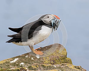 Atlantic puffin with a catch of sand eels