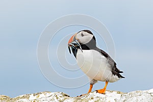 Atlantic puffin with a catch of sand eels