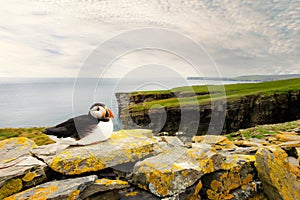 Atlantic puffin on cliffs, Noss island, Shetland, UK