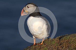 Atlantic Puffin on clifftop