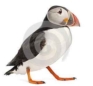 Atlantic Puffin or Common Puffin