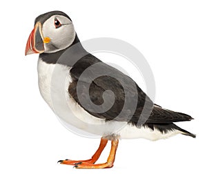 Atlantic Puffin or Common Puffin photo