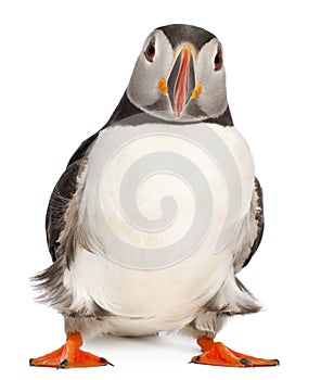 Atlantic Puffin or Common Puffin