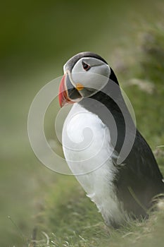 Atlantic Puffin or Common Puffin