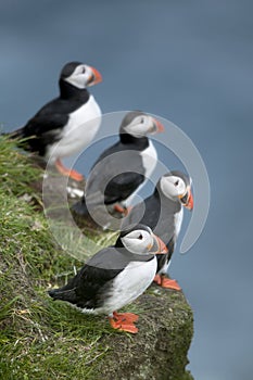 Atlantic Puffin or Common Puffin