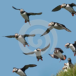 Atlantic Puffin or Common Puffin