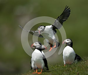 Atlantic Puffin or Common Puffin