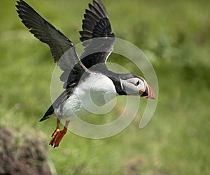 Atlantic Puffin or Common Puffin