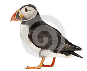 Atlantic Puffin or Common Puffin