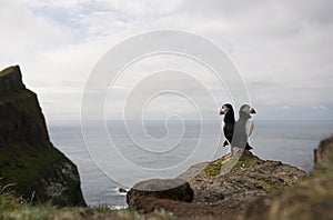 Atlantic Puffin or Common Puffin