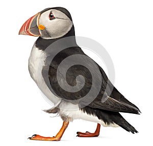 Atlantic Puffin or Common Puffin