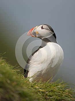 Atlantic Puffin or Common Puffin