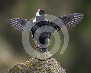 Atlantic Puffin or Common Puffin