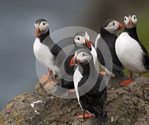 Atlantic Puffin or Common Puffin