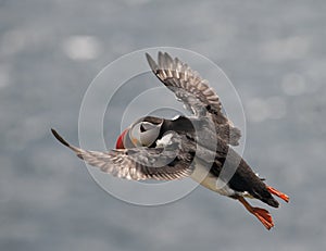 Atlantic Puffin or Common Puffin