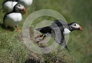 Atlantic Puffin or Common Puffin