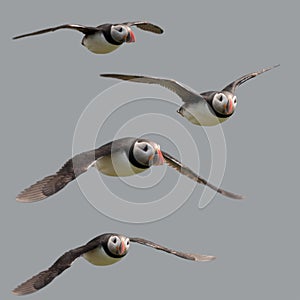 Atlantic Puffin or Common Puffin flying photo