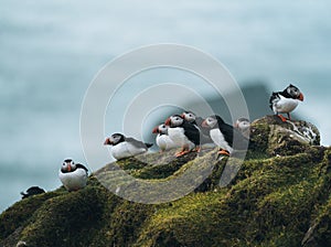 Atlantic Puffin or Common Puffin, Fratercula arctica, in flight on Mykines, Faroe Islands