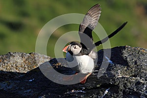 Atlantic Puffin or Common Puffin, Fratercula arctica,Runde, Norway