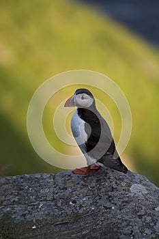 Atlantic Puffin or Common Puffin, Fratercula arctica,Runde, Norway