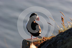 Atlantic Puffin or Common Puffin, Fratercula arctica,Runde, Norway