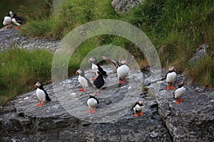 Atlantic Puffin or Common Puffin, Fratercula arctica,Runde, Norway