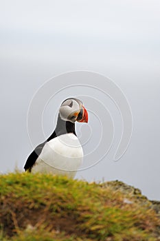 Atlantic Puffin or Common Puffin
