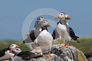 Atlantic puffin congregation