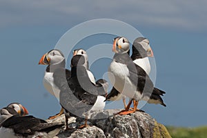 Atlantic puffin congregation