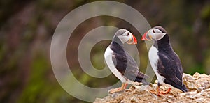 Atlantic Puffin Couple in a Conversation