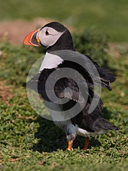 Atlantic Puffin drying wings