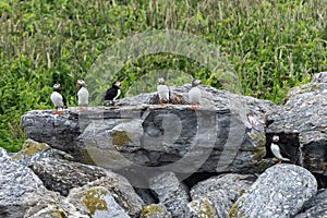 Atlantic Puffin on Eastern Egg Rock