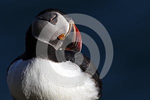 Atlantic puffin on edge of tall cliff, Iceland