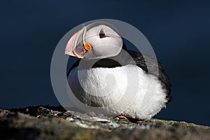 Atlantic puffin on edge of tall cliff, Iceland