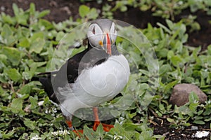 Atlantic puffin on the Farnes