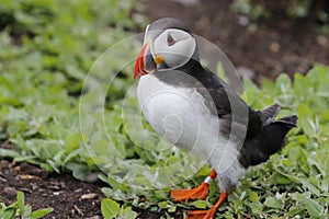 Atlantic puffin on the Farnes