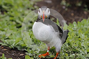 Atlantic puffin on the Farnes