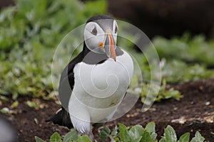 Atlantic puffin on the Farnes