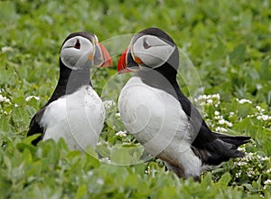 Atlantic puffin on the Farnes