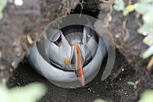 Atlantic puffin on the Farnes